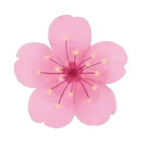 Cherry Blossom Flower